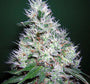 Bubble Gum (Serious Seeds) Regulär
