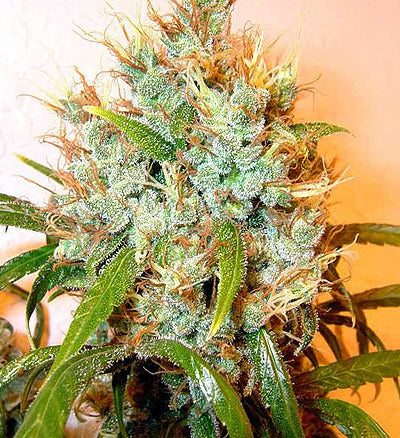 Kali Mist (Serious Seeds) Regulär Cannabis Samen von Serious Seeds