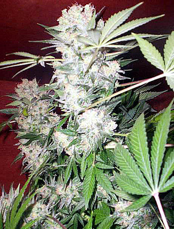 White Russian (Serious Seeds) Regulär Cannabis Samen von Serious Seeds