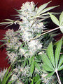 White Russian (Serious Seeds) Regulär