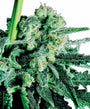 Sensi Skunk (Sensi Seeds) Regular