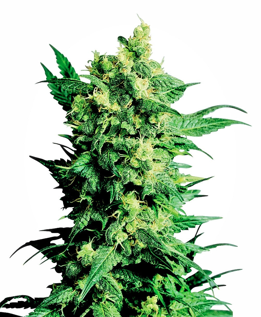 Shiva Shanti II (Sensi Seeds) Regulär Cannabis Samen von Sensi Seeds