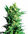 Shiva Shanti II (Sensi Seeds) Regular