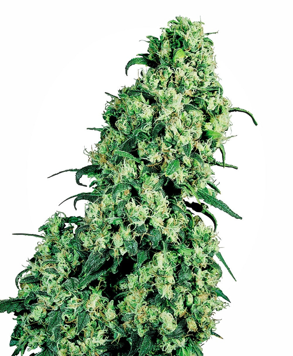Skunk #1 (Sensi Seeds) Regulär Cannabis Samen von Sensi Seeds