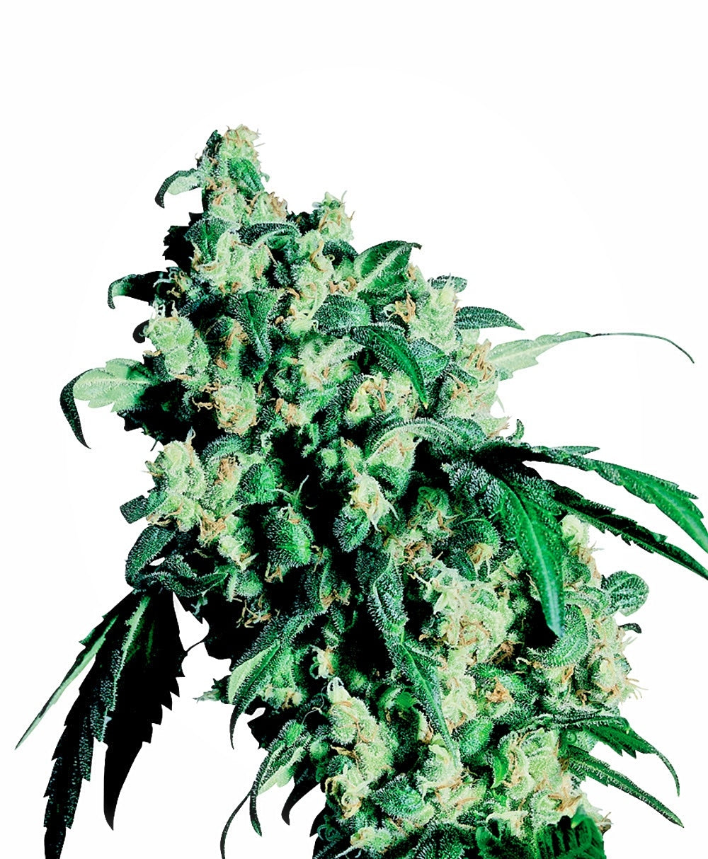 Super Skunk (Sensi Seeds) Regulär Cannabis Samen von Sensi Seeds