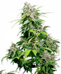 Californian Indica (Sensi Seeds) Regulär