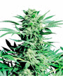Shiva Skunk (Sensi Seeds) Regulär