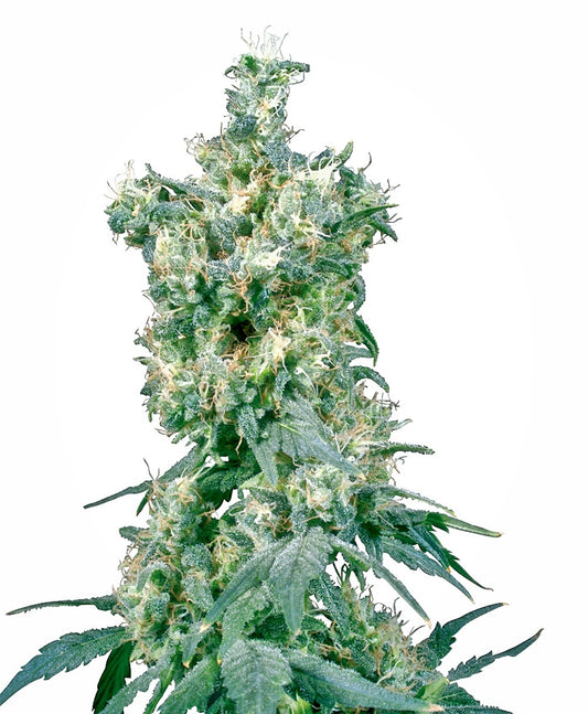 American Dream (Sensi Seeds) Regulär Cannabis Samen von Sensi Seeds