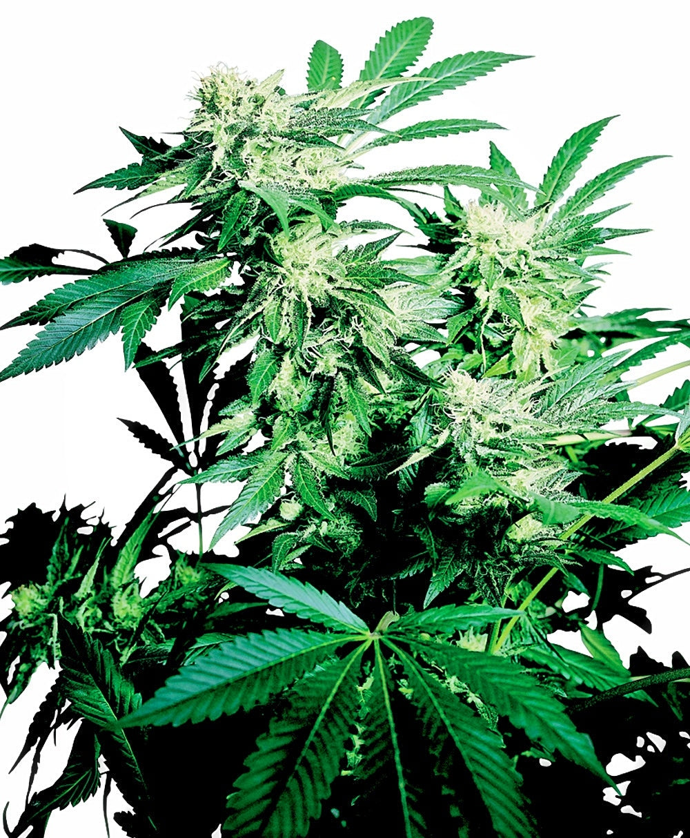 Skunk Kush (Sensi Seeds) Regulär Cannabis Samen von Sensi Seeds