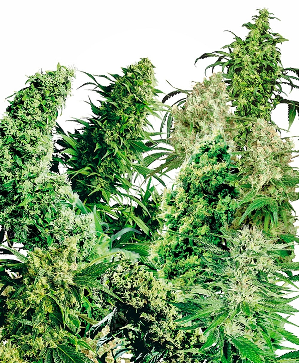Indoor Mix (Sensi Seeds) Regulär Cannabis Samen von Sensi Seeds