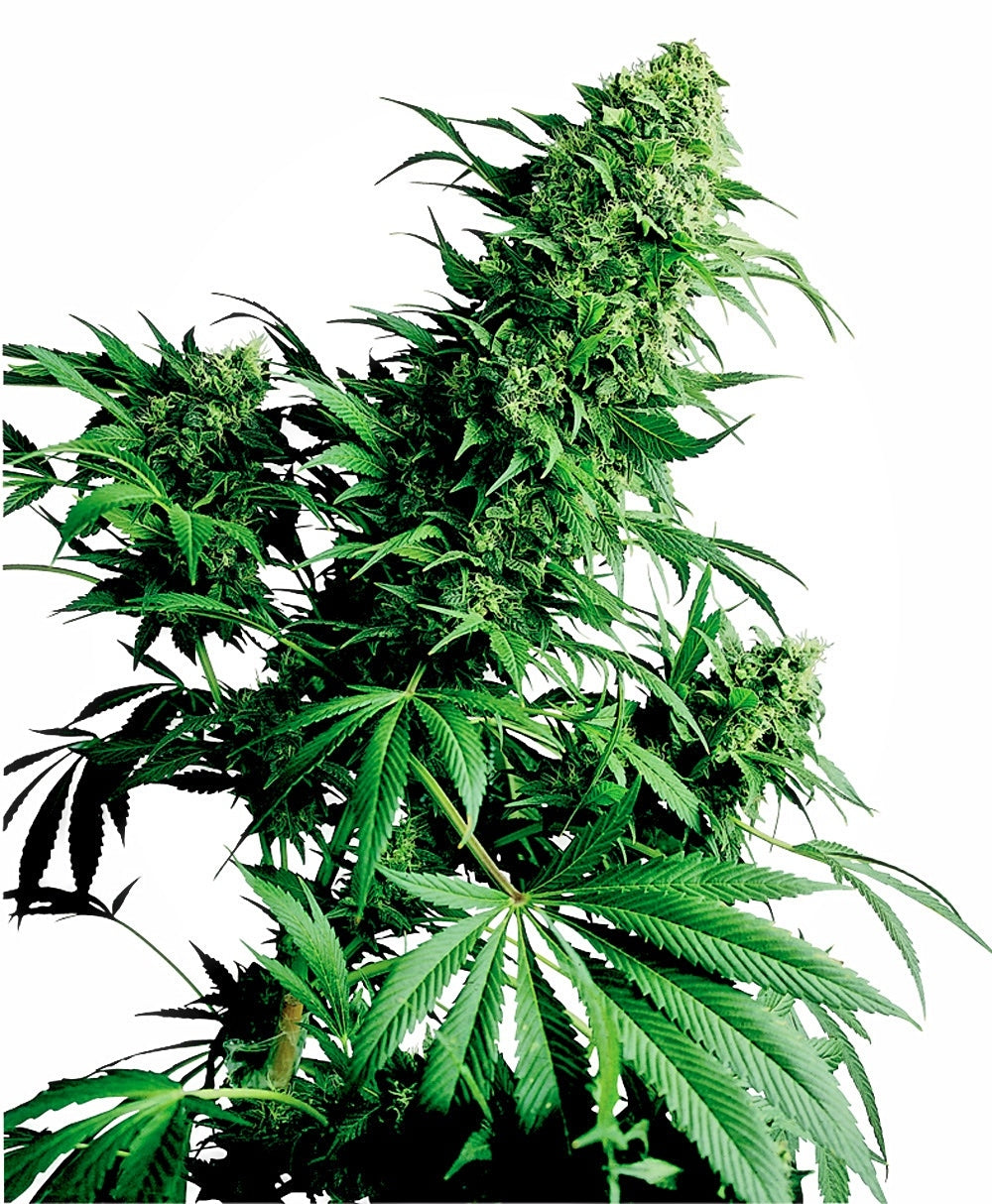 Shiva Shanti (Sensi Seeds) Regulär Cannabis Samen von Sensi Seeds