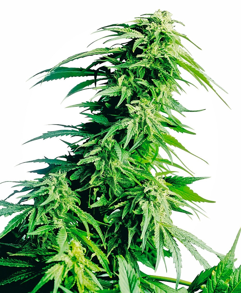Hindu Kush (Sensi Seeds) Regulär Cannabis Samen von Sensi Seeds