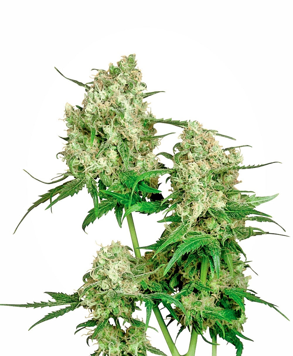 Maple Leaf Indica (Sensi Seeds) Regulär Cannabis Samen von Sensi Seeds