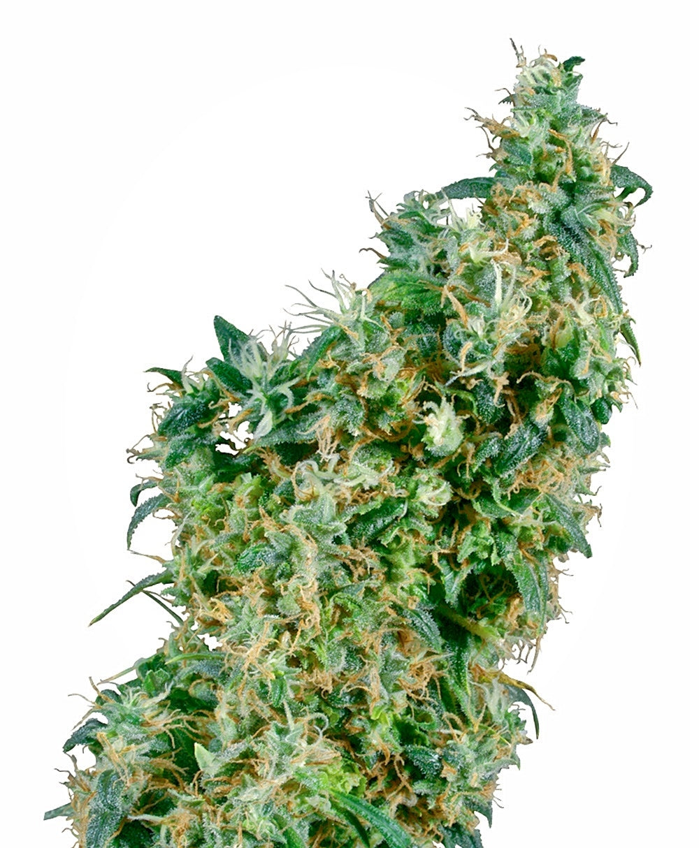 First Lady (Sensi Seeds) Regulär Cannabis Samen von Sensi Seeds