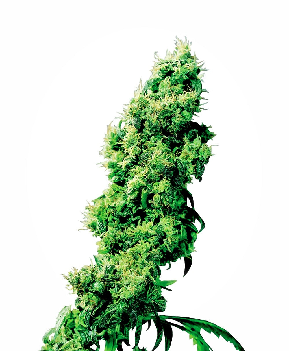 Four Way (Sensi Seeds) Regulär Cannabis Samen von Sensi Seeds