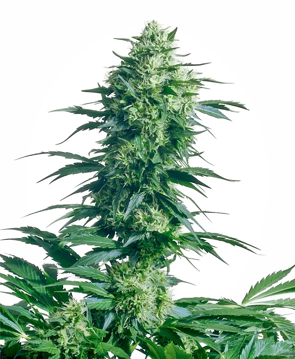Mother's Finest (Sensi Seeds) Regulär Cannabis Samen von Sensi Seeds