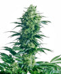 Mother's Finest (Sensi Seeds) Regular