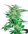 Big Bud (Sensi Seeds) Regulär