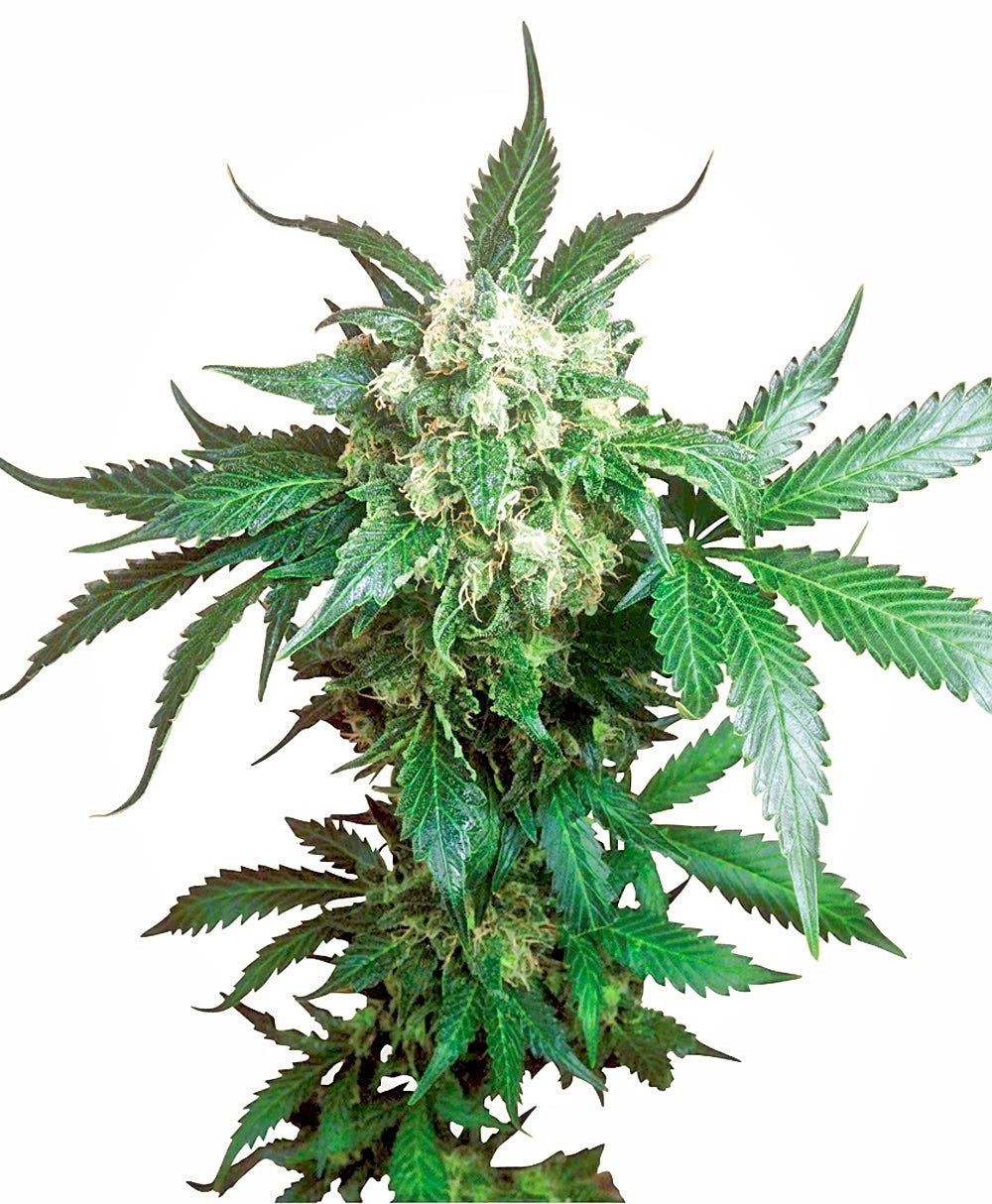 Black Domina (Sensi Seeds) Regulär Cannabis Samen von Sensi Seeds