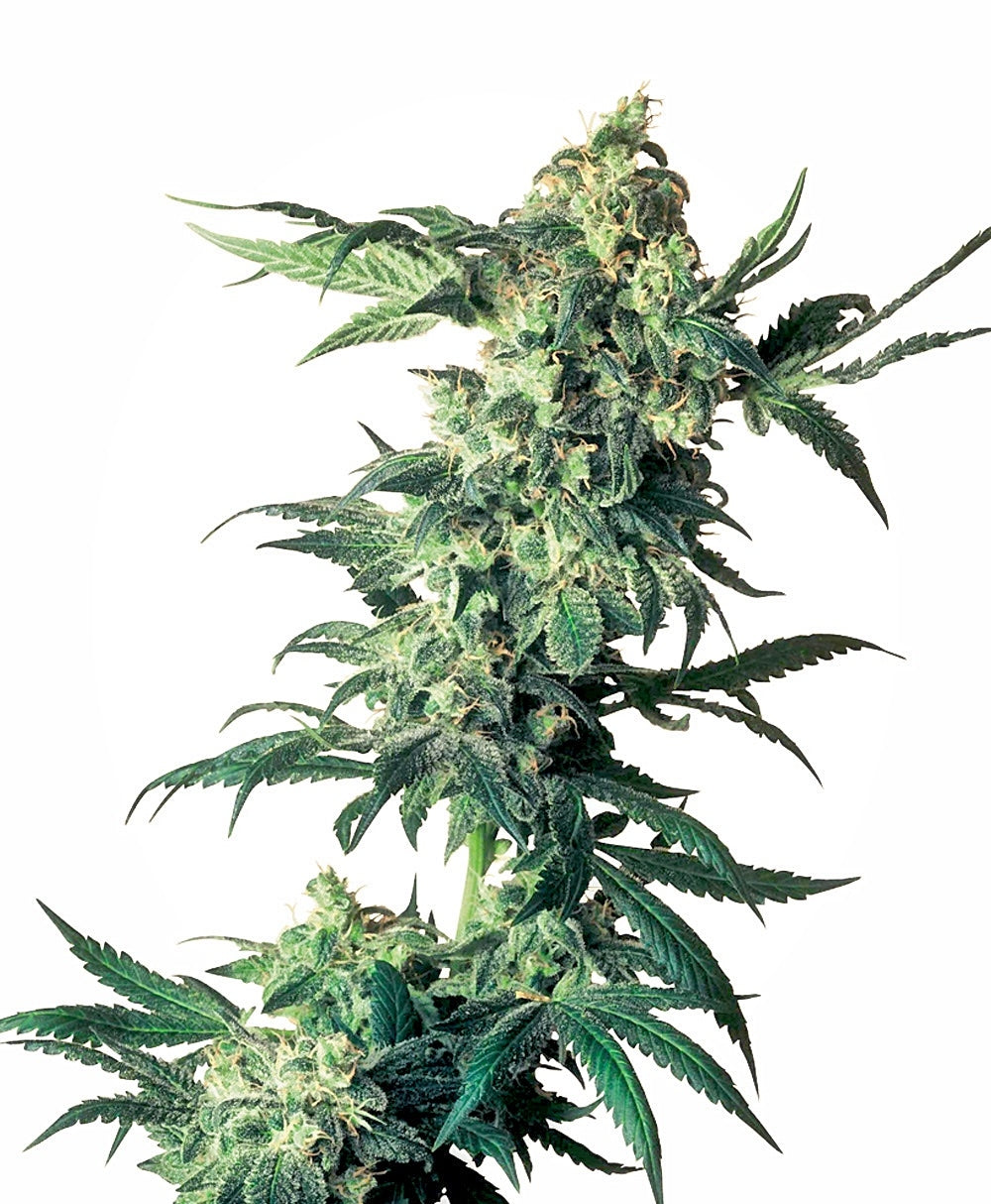 Northern Lights (Sensi Seeds) Regulär Cannabis Samen von Sensi Seeds