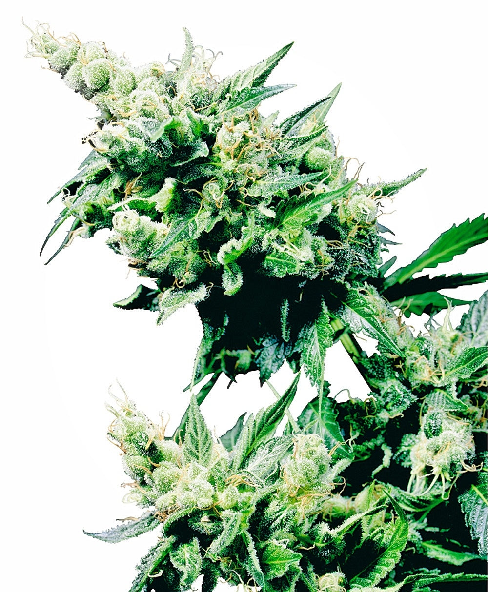 Hash Plant (Sensi Seeds) Regulär Cannabis Samen von Sensi Seeds