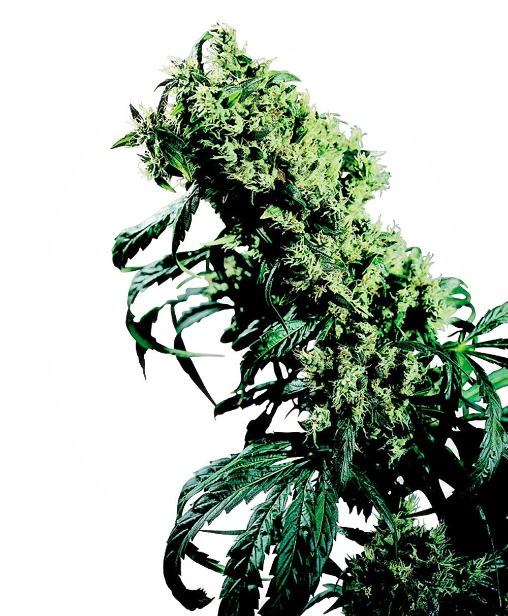 Northern Lights #5 x Haze (Sensi Seeds) Regulär Cannabis Samen von Sensi Seeds