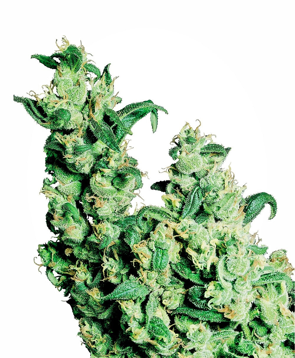 Jack Herer (Sensi Seeds) Regulär Cannabis Samen von Sensi Seeds