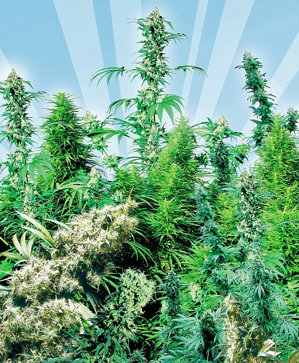 Outdoor Mix (Sensi Seeds) Regulär Cannabis Samen von Sensi Seeds