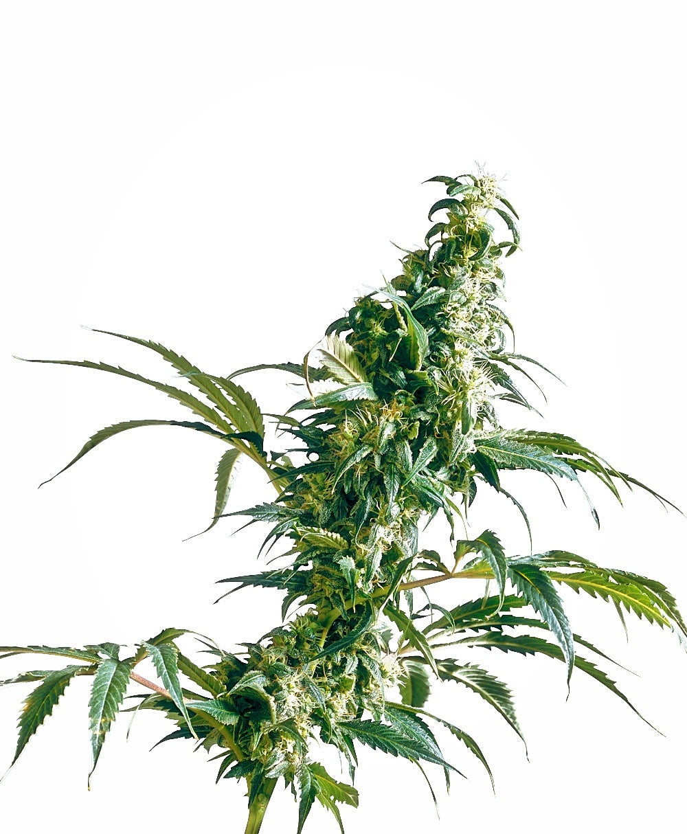 Mexican Sativa (Sensi Seeds) Regulär Cannabis Samen von Sensi Seeds
