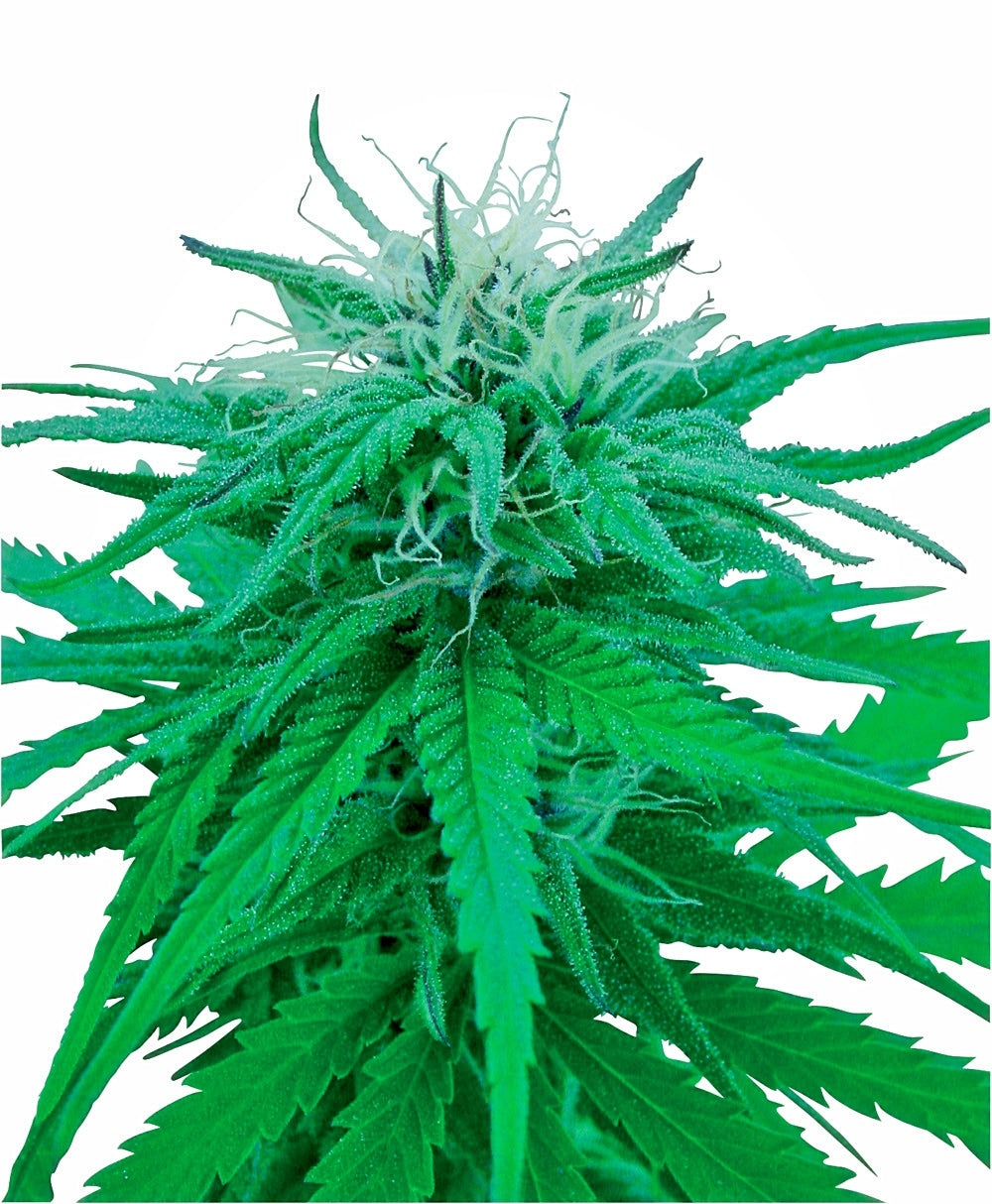 Ruderalis Indica (Sensi Seeds) Regulär Cannabis Samen von Sensi Seeds