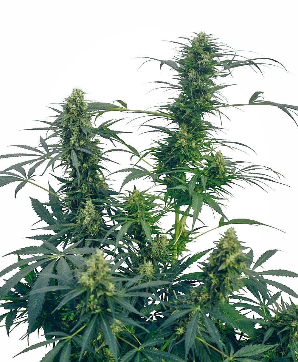 Guerrilla's Gusto (Sensi Seeds) Regulär Cannabis Samen von Sensi Seeds