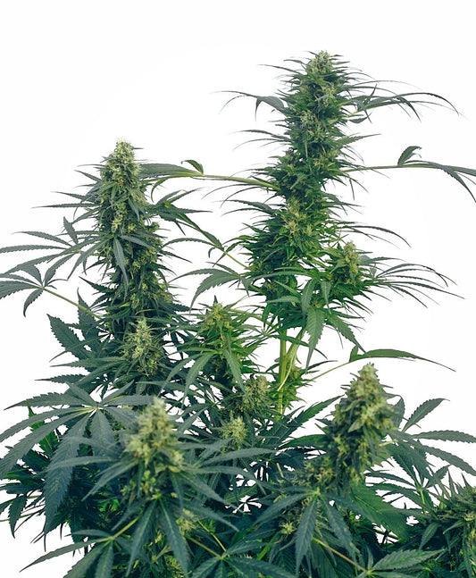 Guerrilla's Gusto (Sensi Seeds) Regulär Cannabis Samen von Sensi Seeds