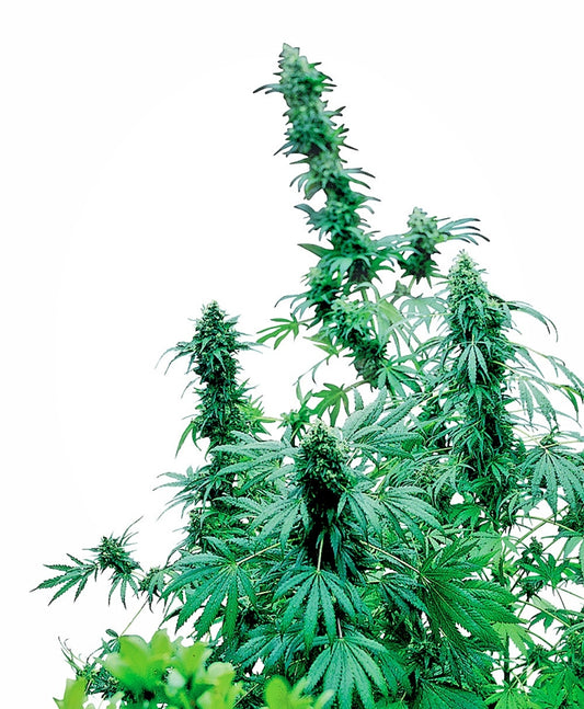 Early Skunk (Sensi Seeds) Regulär Cannabis Samen von Sensi Seeds
