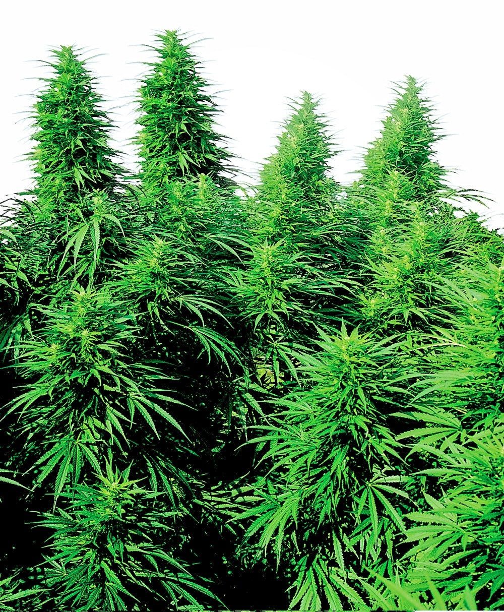 Ruderalis Skunk (Sensi Seeds) Regulär Cannabis Samen von Sensi Seeds
