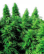 Ruderalis Skunk (Sensi Seeds) Regulär