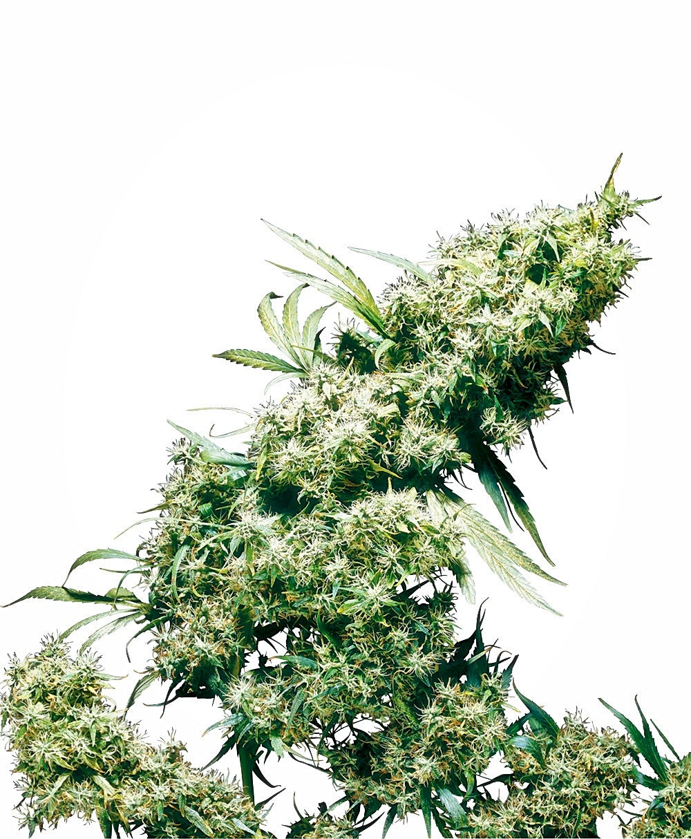 Jamaican Pearl (Sensi Seeds) Regulär Cannabis Samen von Sensi Seeds