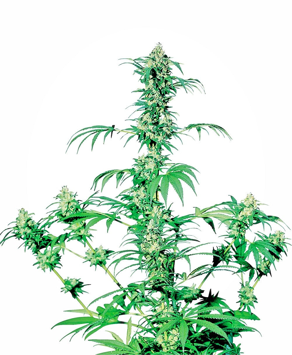 Early Girl (Sensi Seeds) Regulär Cannabis Samen von Sensi Seeds