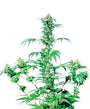 Early Girl (Sensi Seeds) Regulär