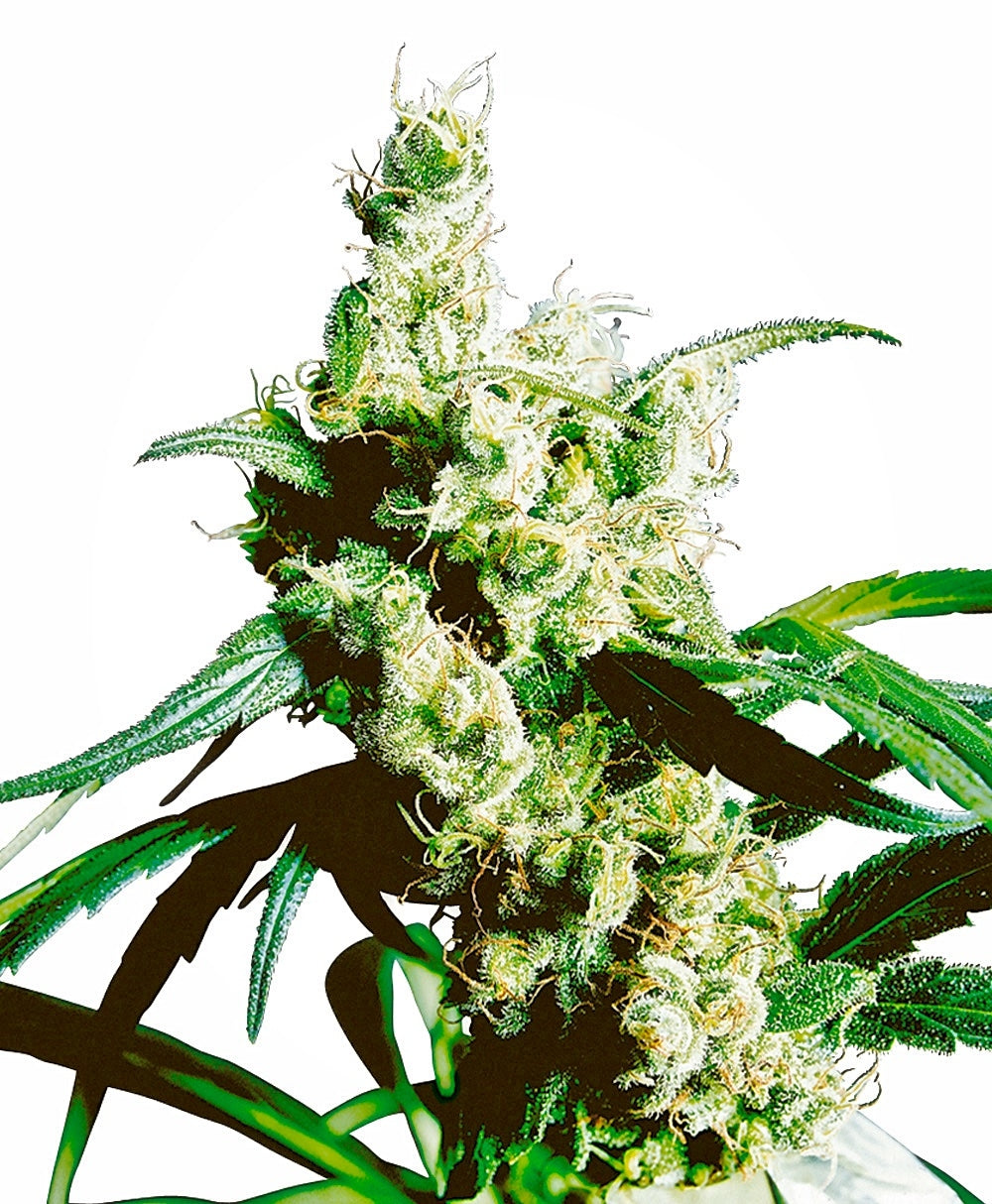 Silver Haze (Sensi Seeds) Regulär Cannabis Samen von Sensi Seeds