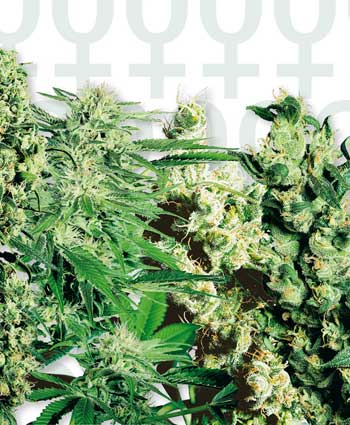 Mixed (Sensi Seeds) feminisiert Cannabis Samen von Sensi Seeds