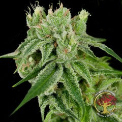 Banana Split (DNA Genetics) Regulär Cannabis Samen von DNA Genetics