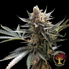 Crockett's Tangie (DNA Genetics) Regulär Cannabis Samen von DNA Genetics
