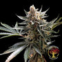 Crockett's Tangie (DNA Genetics) Regulär