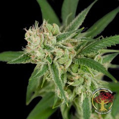 Sour Banana Sherbet (DNA Genetics) Regulär Cannabis Samen von DNA Genetics