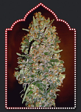 Automatik Collection #1 Auto (00 Seeds) Cannabis Samen von 00 Seeds