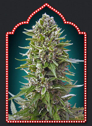 Automatik Collection #2 Auto (00 Seeds) Cannabis Samen von 00 Seeds