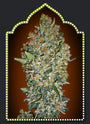 Female Collection #1 (00 Seeds) feminisiert