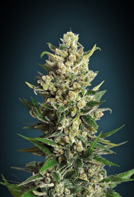Collection #2 (Advanced Seeds) feminisiert Cannabis Samen von Advanced Seeds