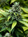 Collection #3 (Advanced Seeds) feminisiert