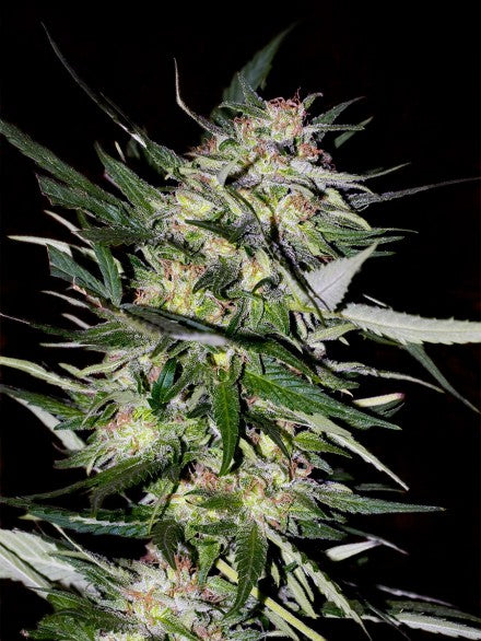 Collection #4 (Advanced Seeds) feminisiert Cannabis Samen von Advanced Seeds